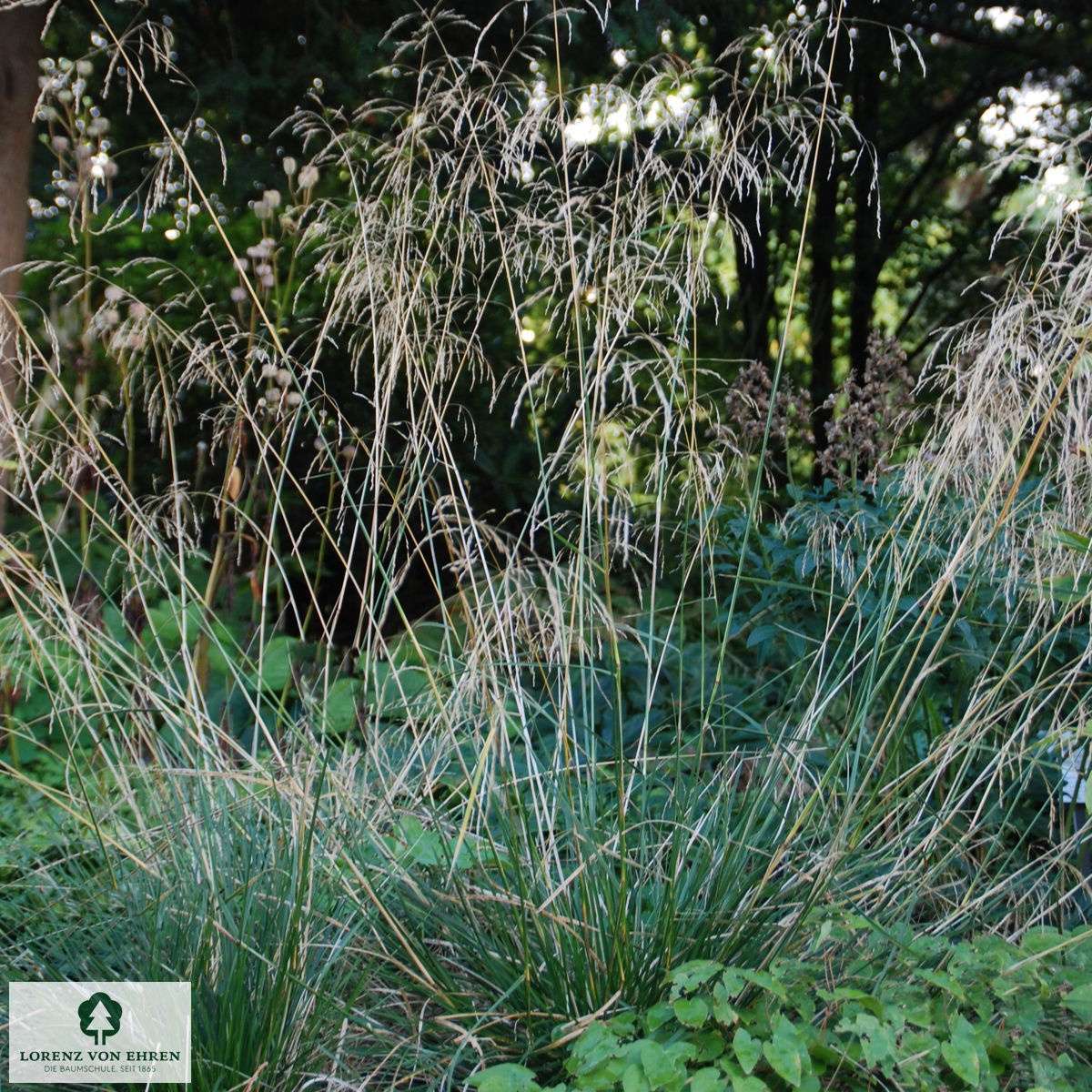 Deschampsia cespitosa 'Tauträger'