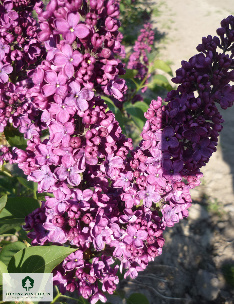 Syringa vulgaris 'President Poincaré'