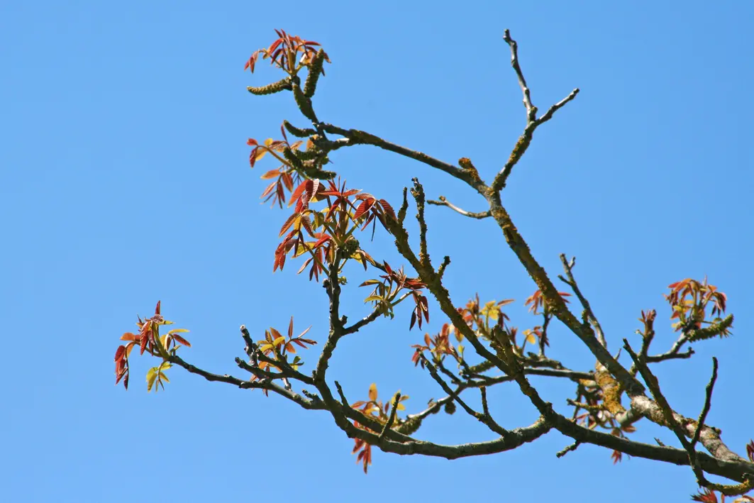 Tauchen Sie ein in die Schönheit des Frühlings mit dem juglans regia Laubaustrieb. Wie er die Jahreszeit des Erwachens in Ihrem Garten symbolisiert.