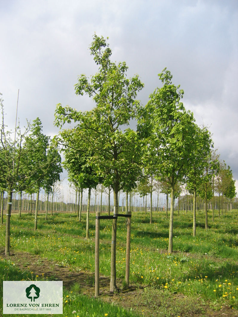 Pyrus communis 'Alexander Lucas'