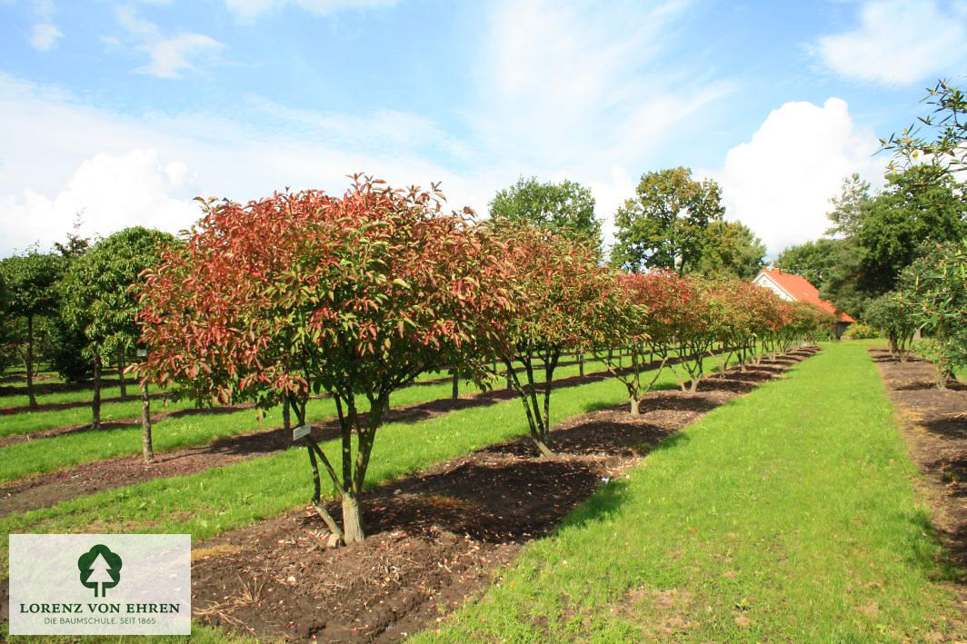 Euonymus yedoensis