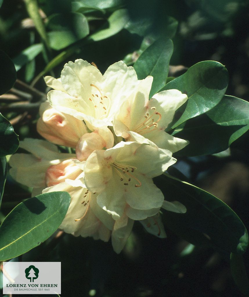 Rhododendron yakushimanum 'Flava'