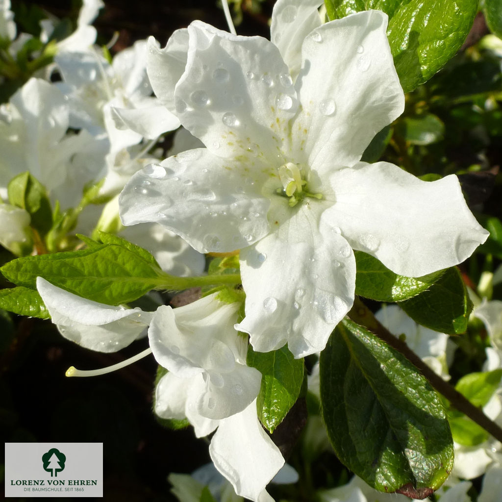 Rhododendron Japanische Azalee 'Palestrina'