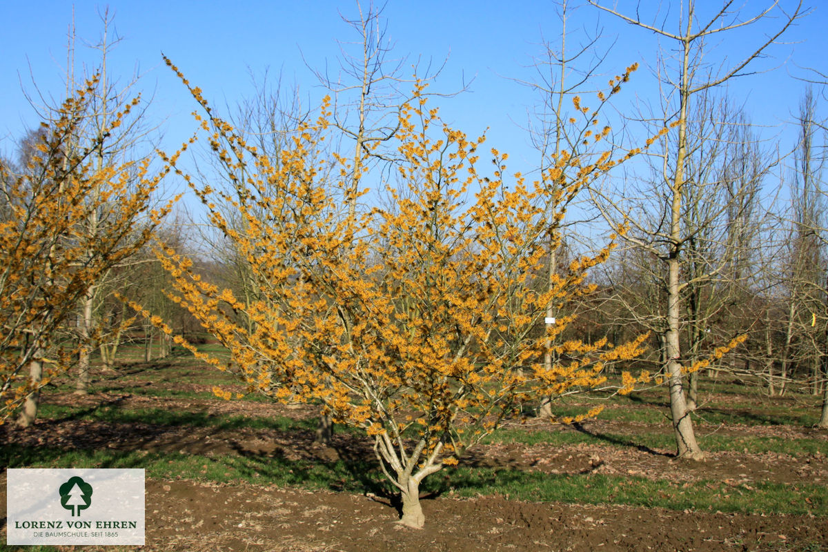 Hamamelis intermedia 'Barmstedt Gold'