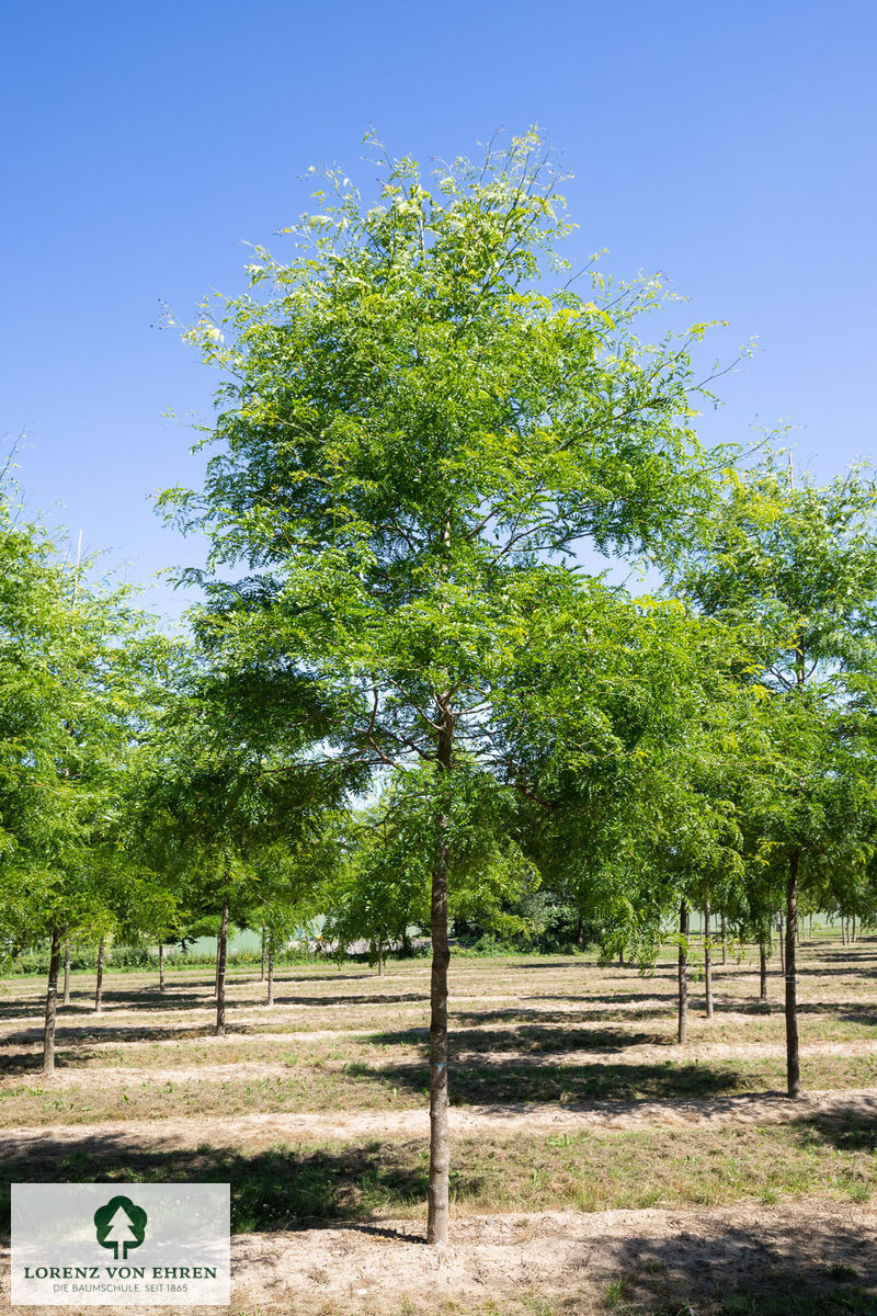 Gleditsia triacanthos 'Skyline'