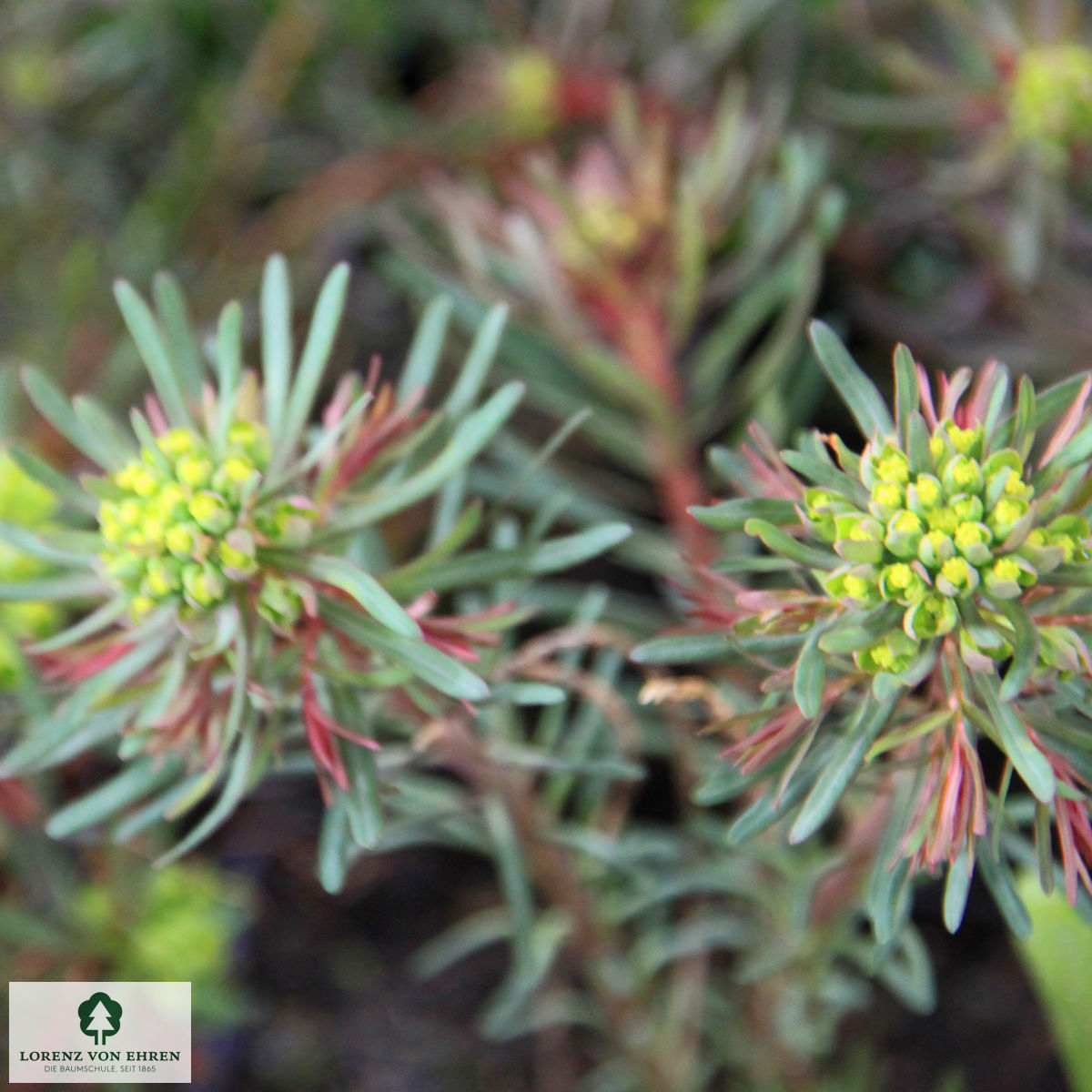 Euphorbia cyparissias