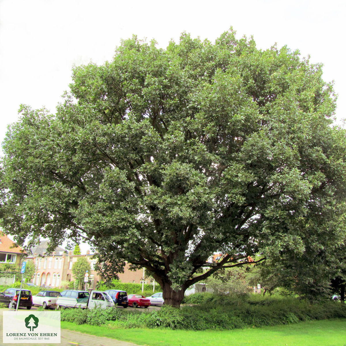 Quercus frainetto