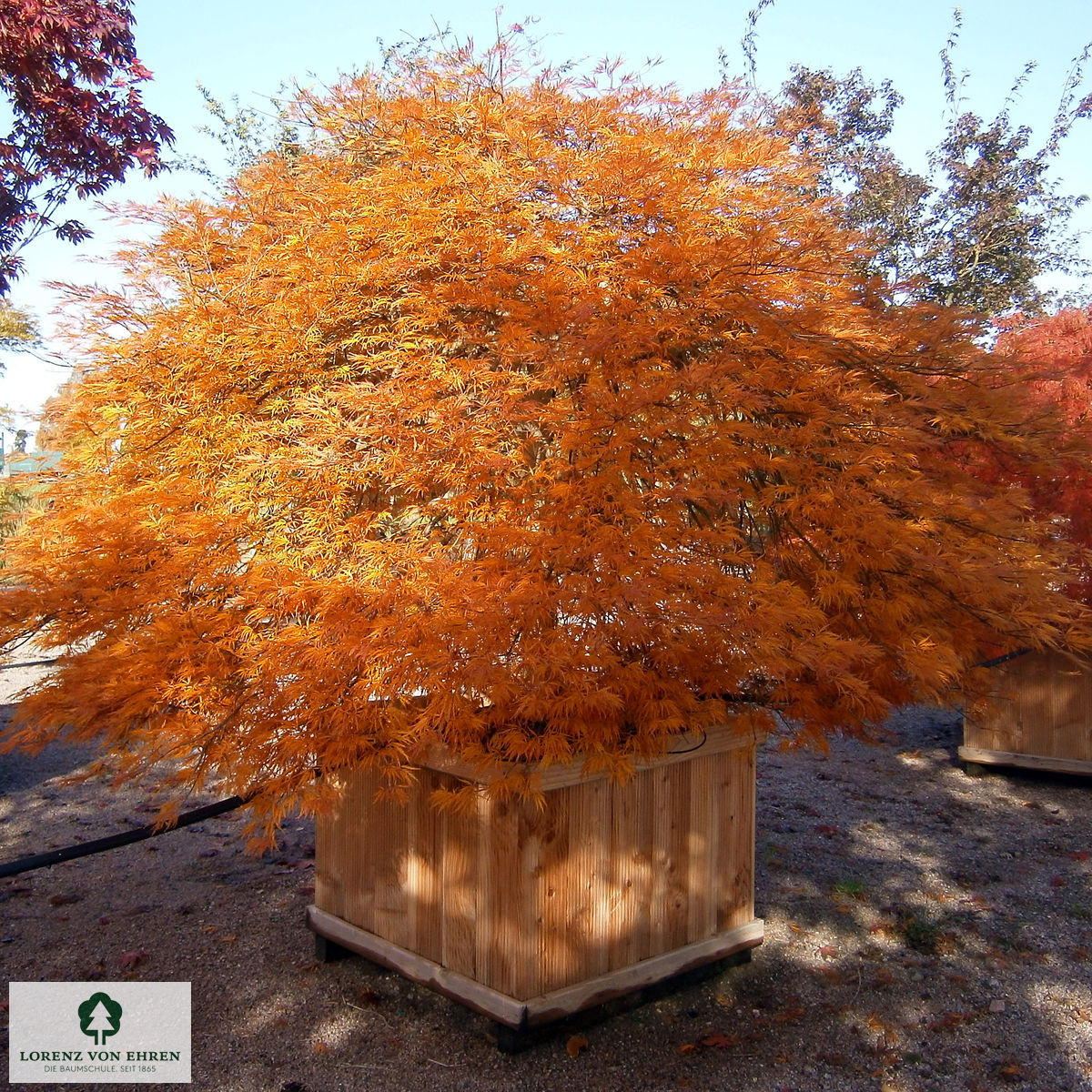 Acer palmatum 'Dissectum Atropurpureum'