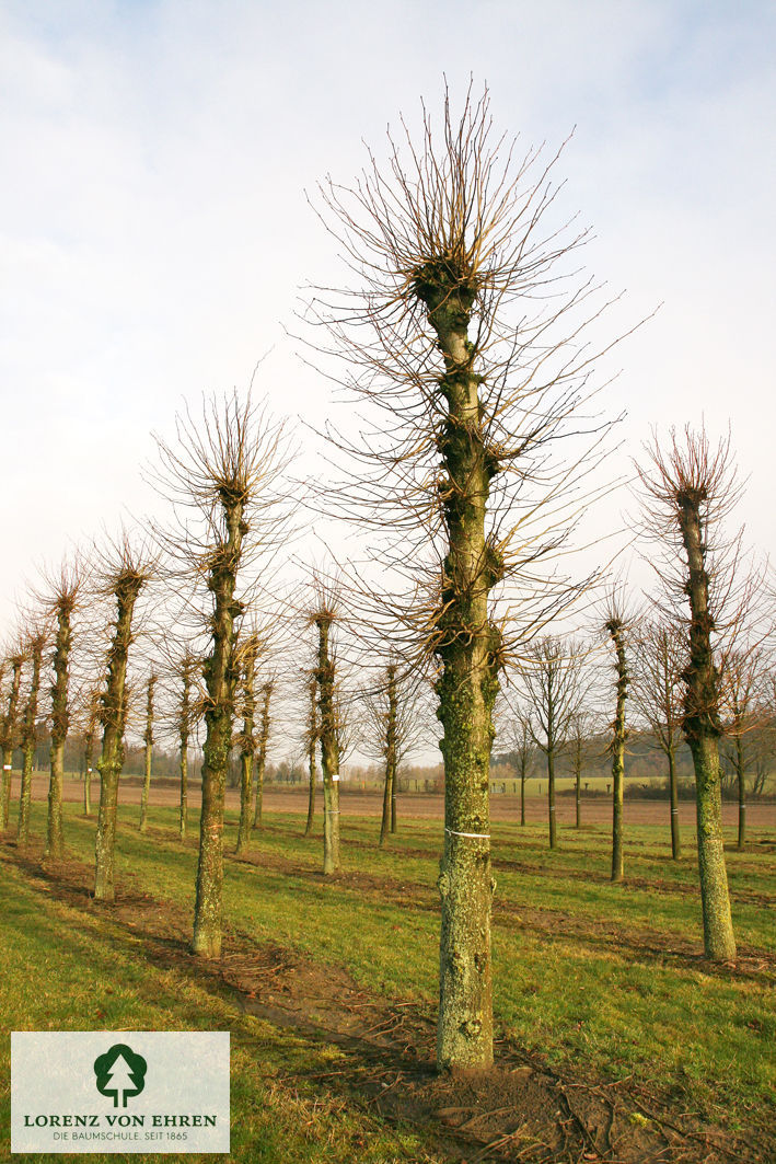 Tilia europaea