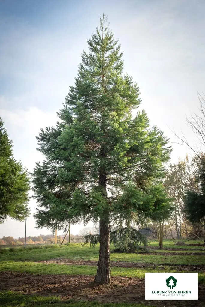 Sequoiadendron giganteum Unikat
