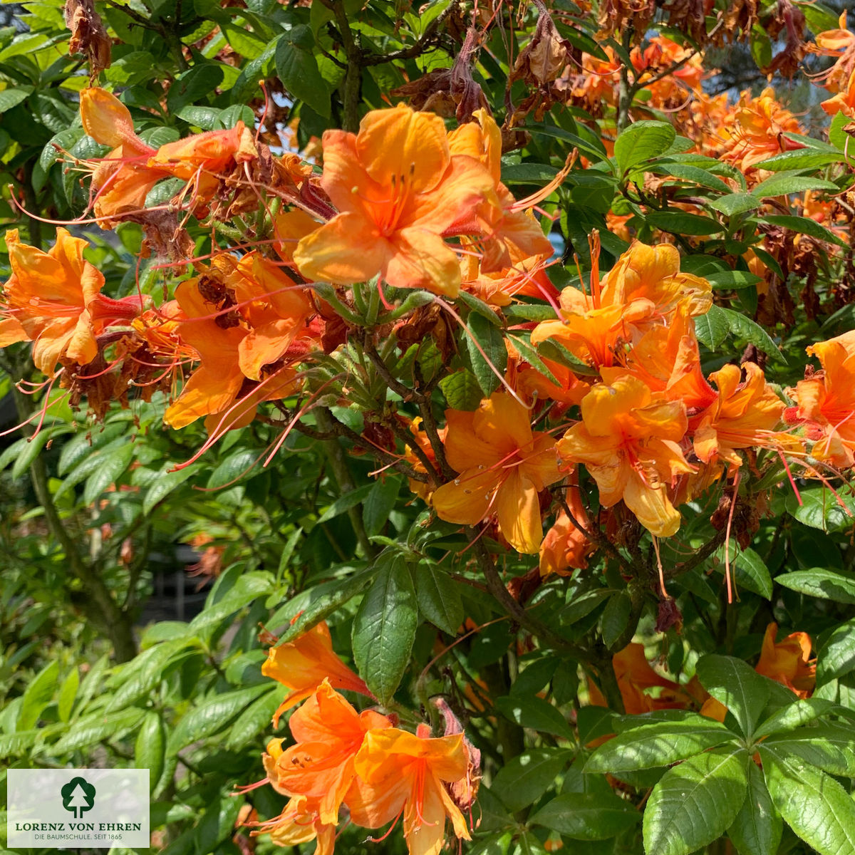 Azalea mollis sinensis I 'Orange'