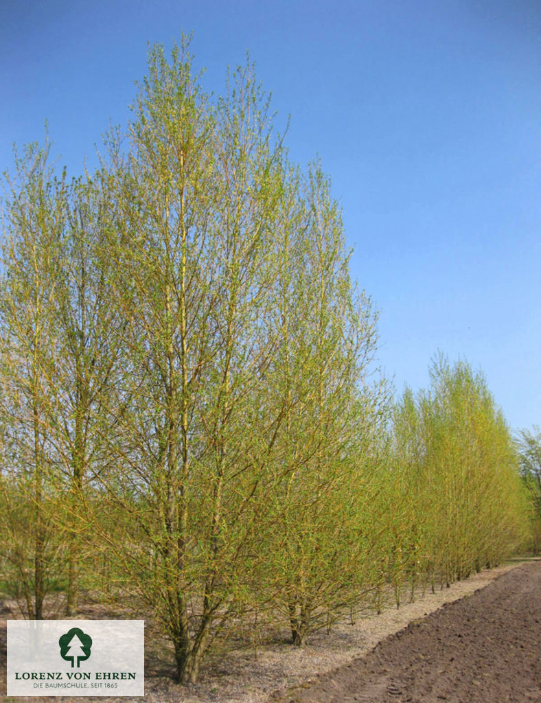 Salix alba 'Chermesina'