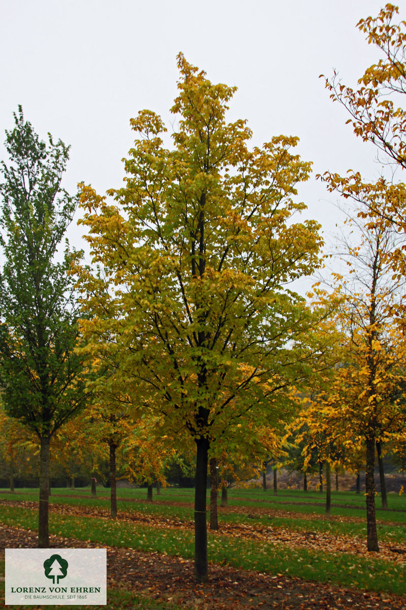 Ulmus hollandica 'Dodoens'