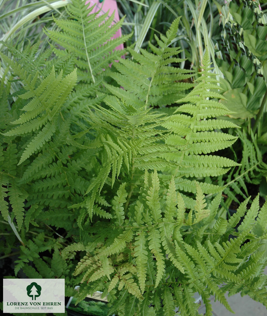 Matteuccia struthiopteris