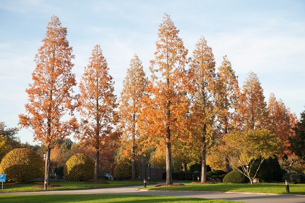 Eine Allee herbstlich orange gefärbter Mammutbäume