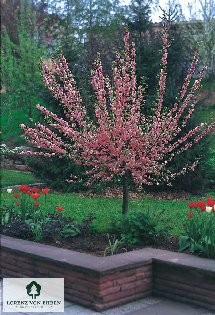 Prunus triloba
