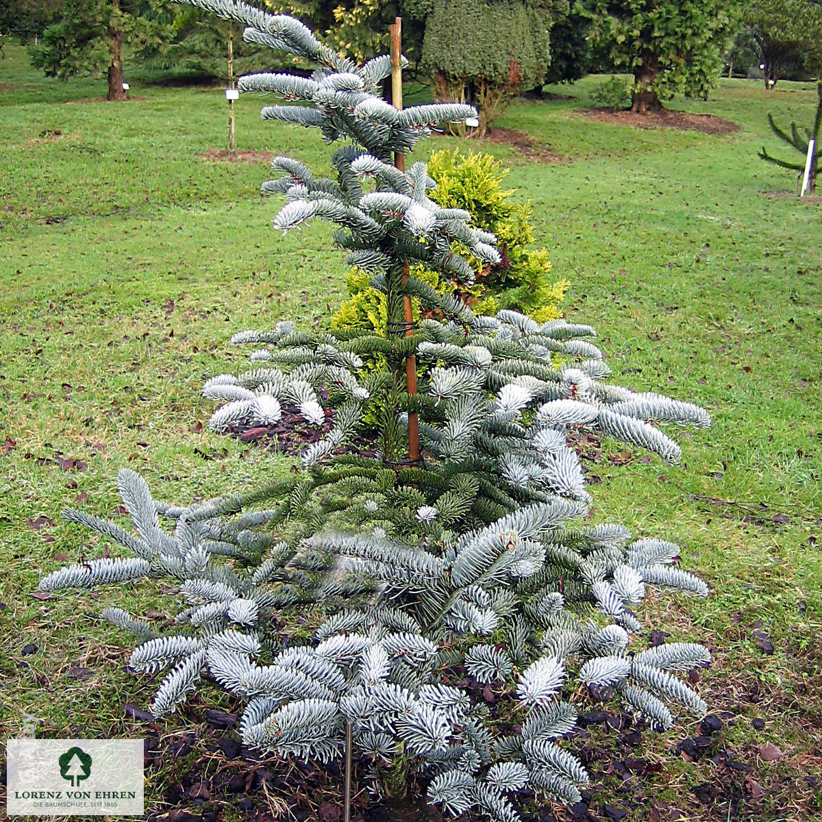 Abies procera 'Glauca'