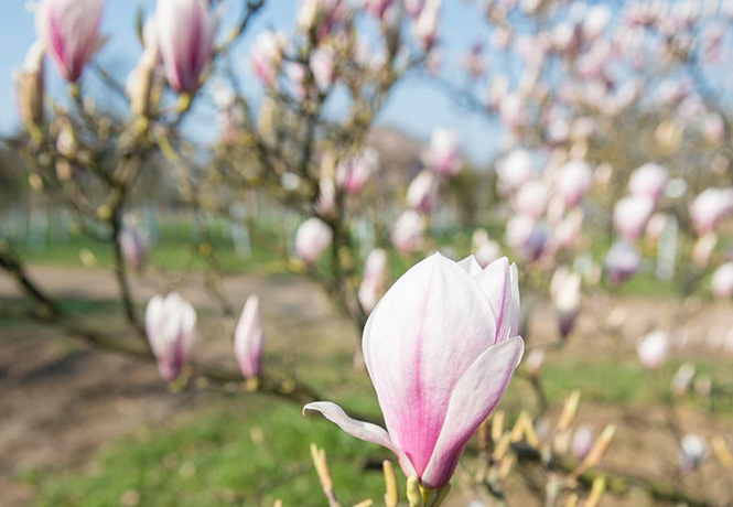 Weißrosa Blüte der Magnolie