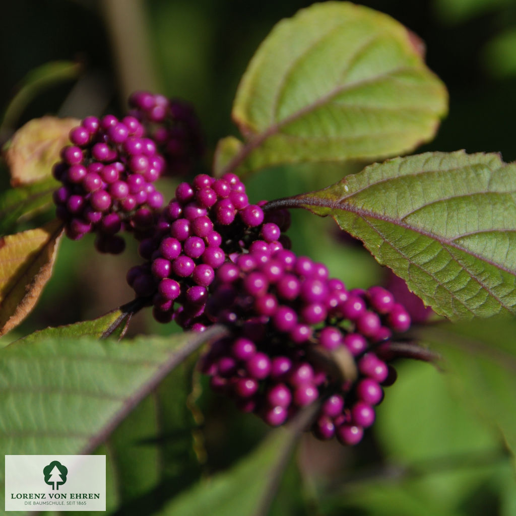 Callicarpa bodinieri 'Profusion'