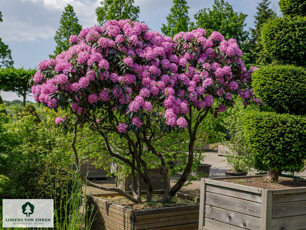 Rhododendron Hybride 'Catawbiense Boursault'