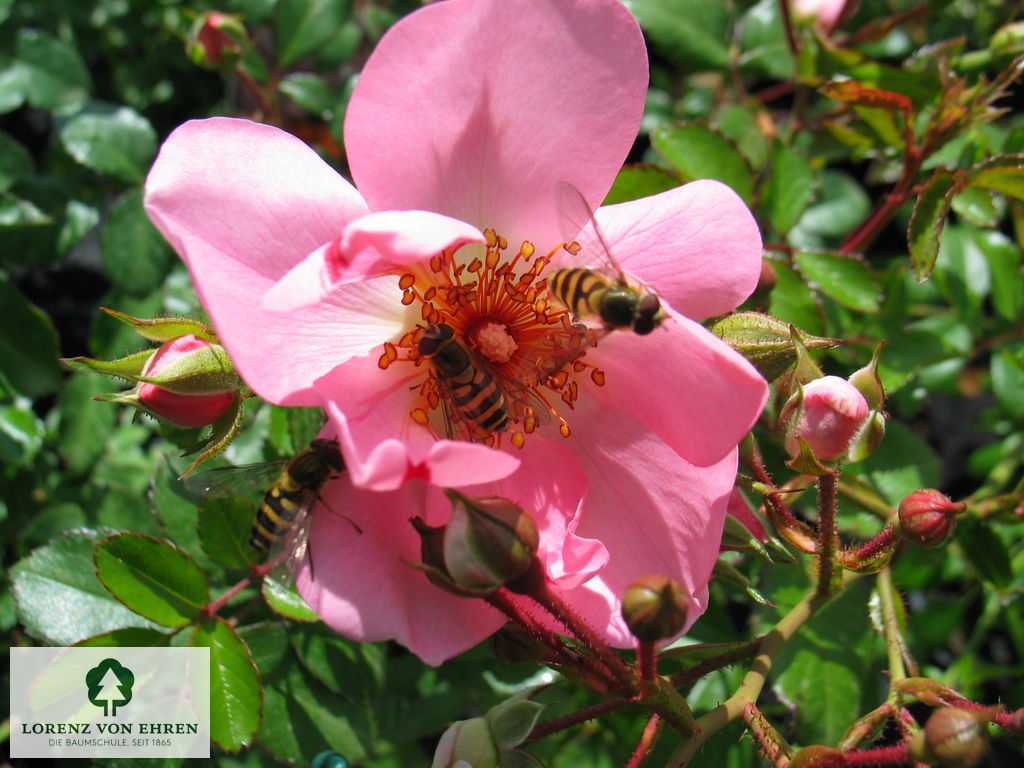 Rosa 'Sweet Haze'