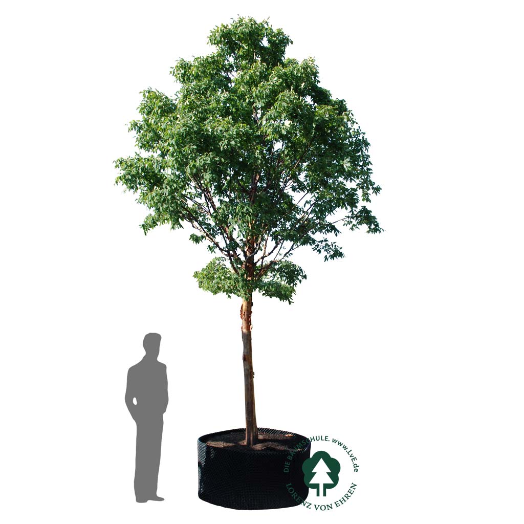 Acer griseum