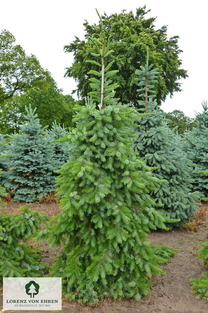 Picea omorika 'Pendula'