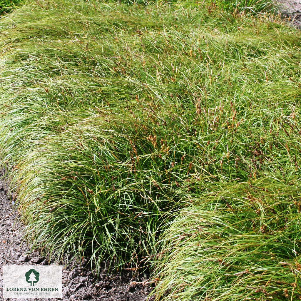 Carex caryophyllea 'The Beatles'