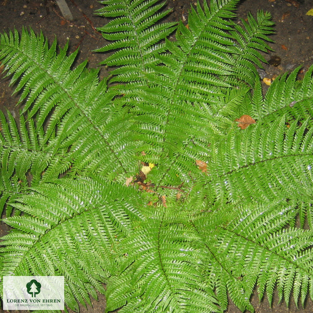 Dryopteris affinis