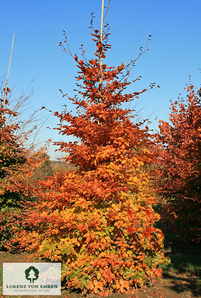 Fagus sylvatica 'Swat Magret'