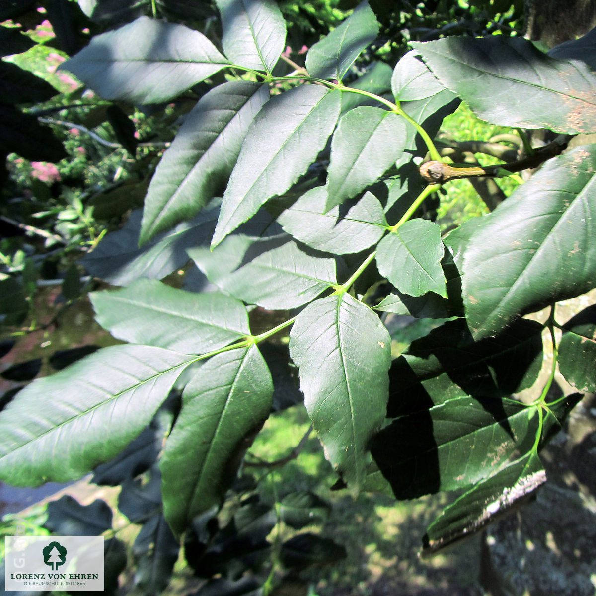 Fraxinus ornus 'Louisa Lady'