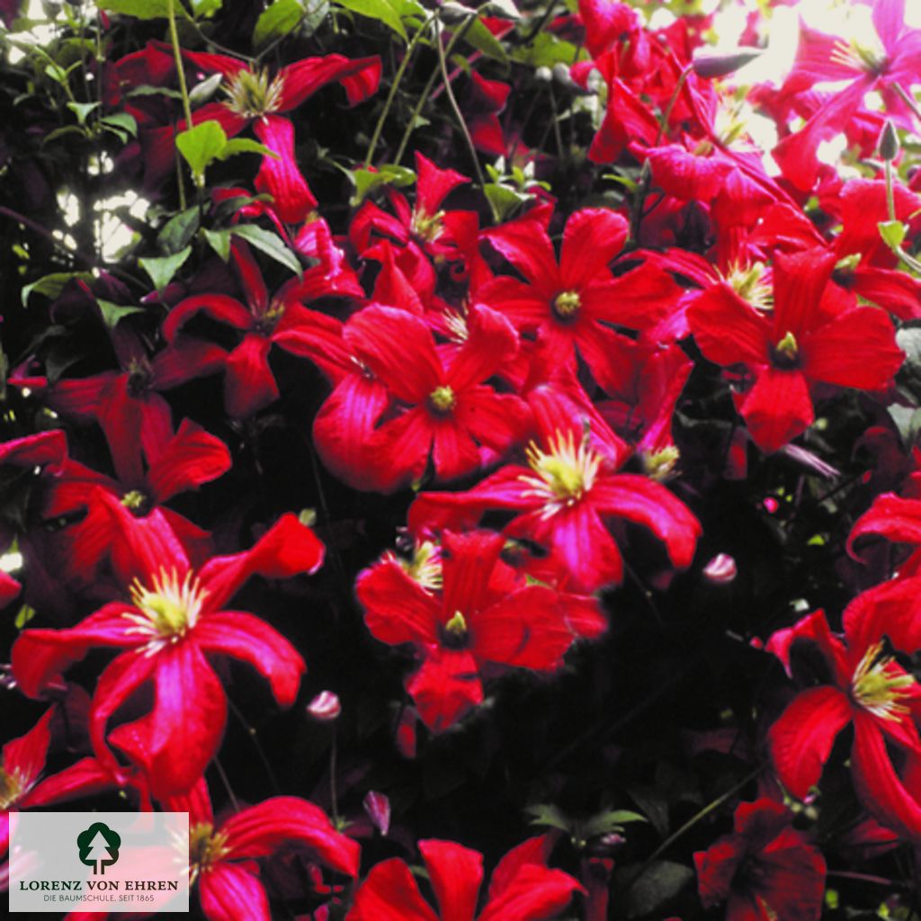 Clematis viticella 'Madame Julia Correvon'