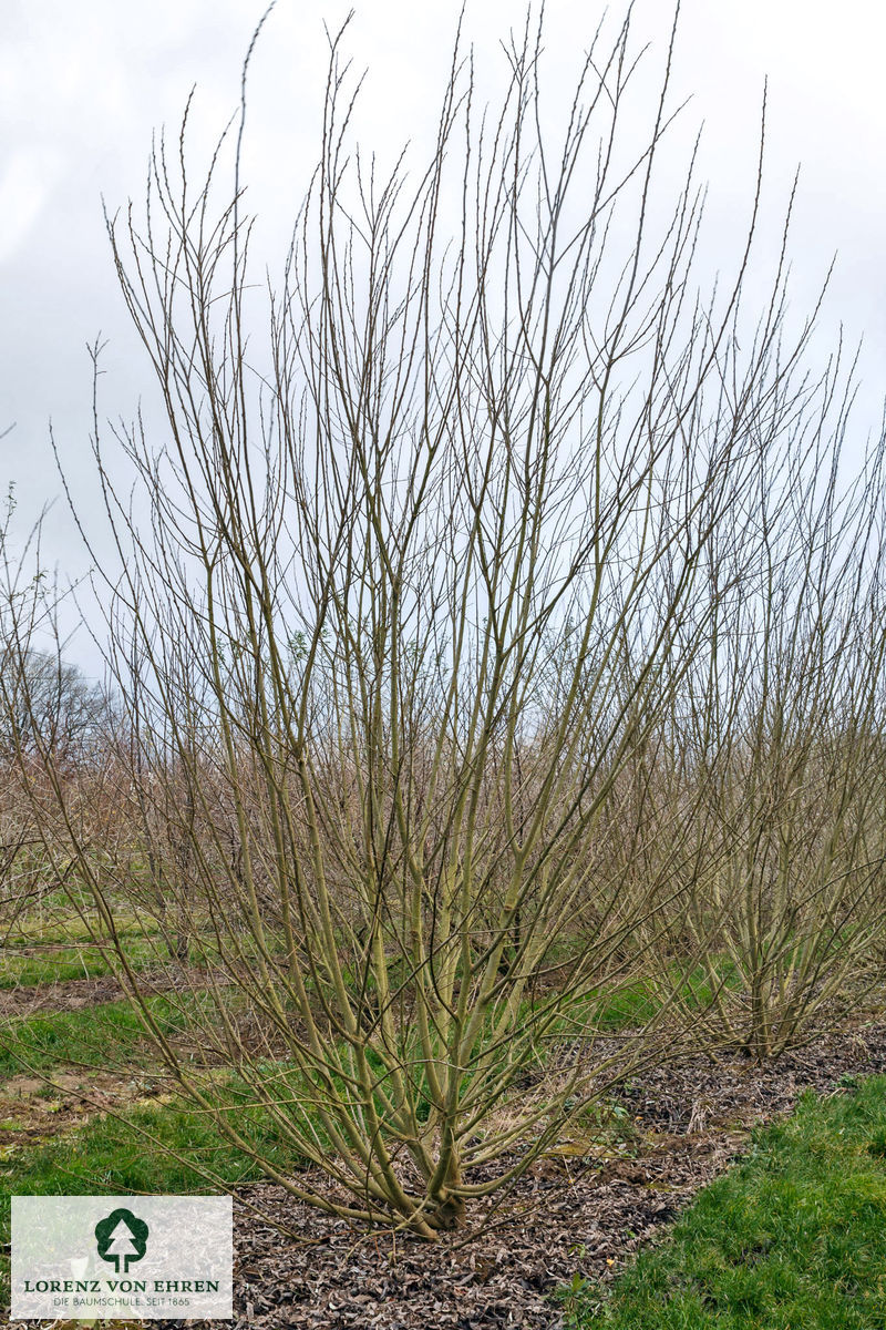 Salix cinerea