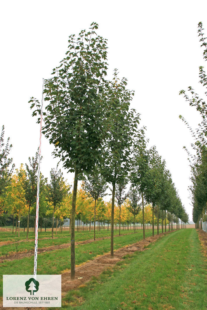 Acer pseudoplatanus 'Bruchem'