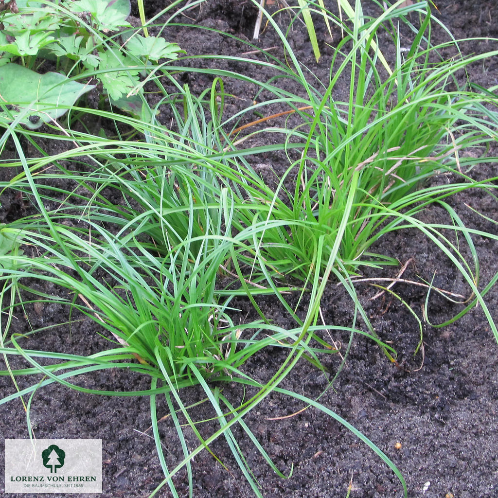 Carex umbrosa