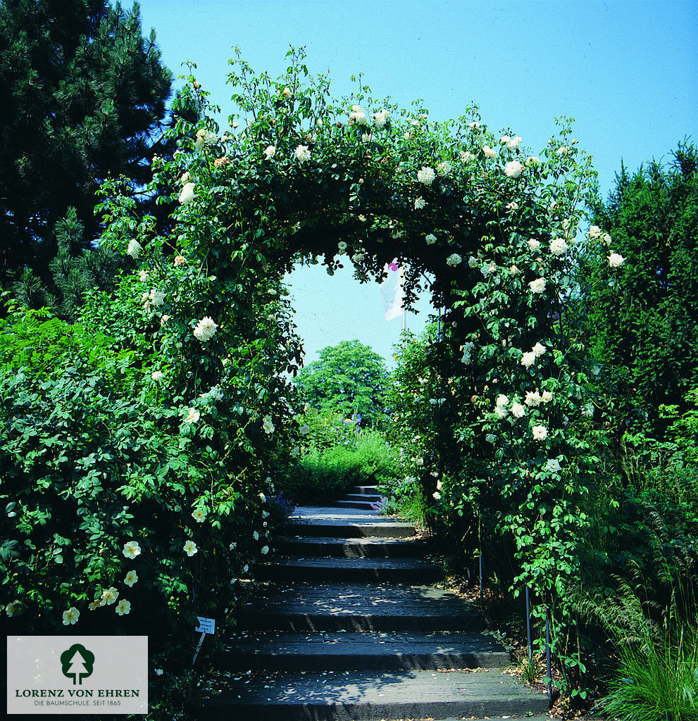 Rosa 'Ilse Krohn Superior'