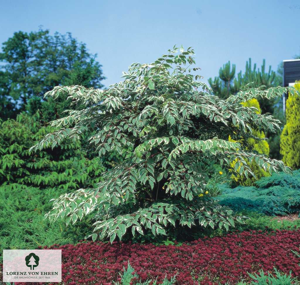 Aralia elata 'Variegata'