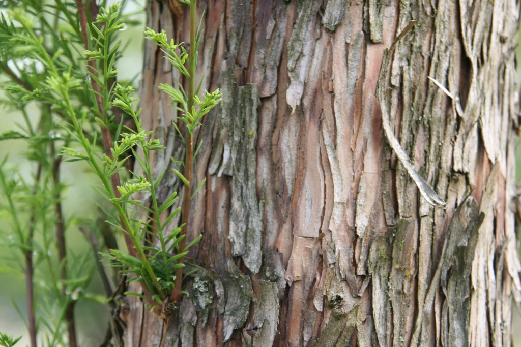 Taxodium distichum Rinde im Detail