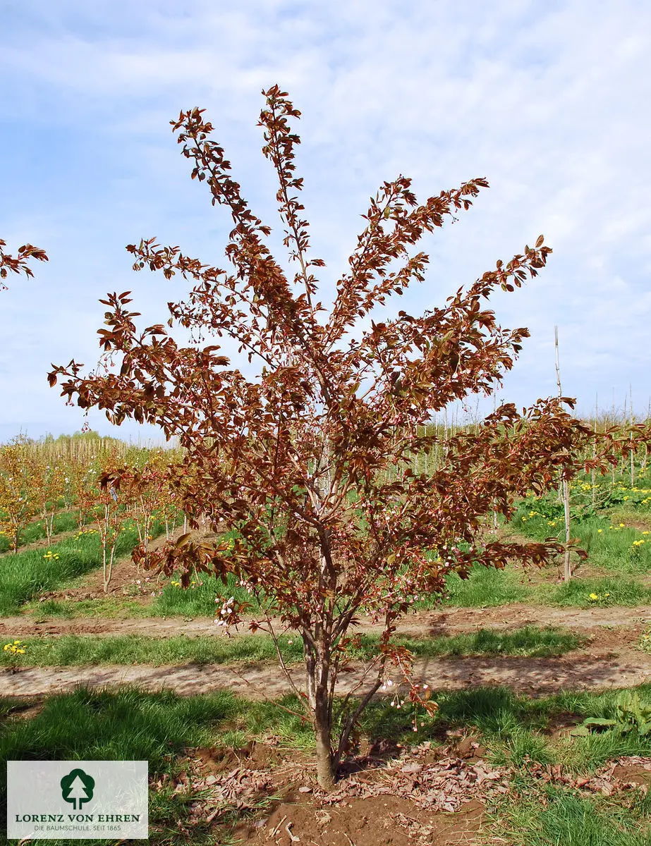 Prunus serrulata 'Shirofugen'
