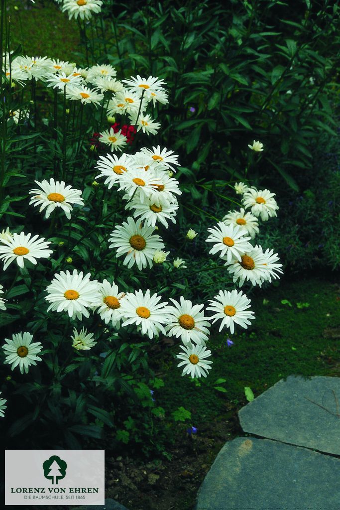 Leucanthemum vulgare 'Maikönigin'