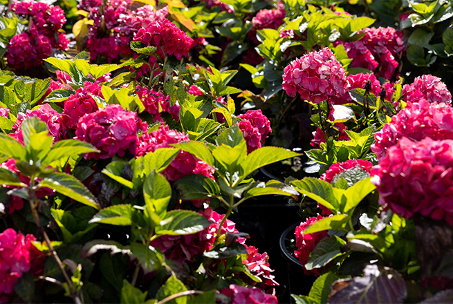 Forever ever rot mit vielen Blüten Der Name ist Programm: Forever ever rot