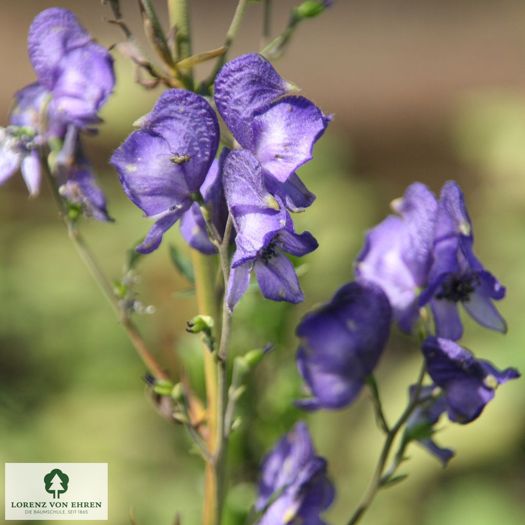 Aconitum napellus