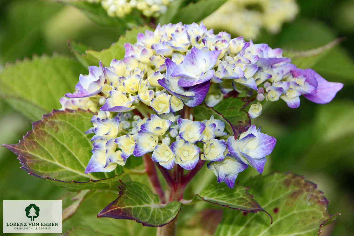 Hydrangea serrata 'Rosalba'