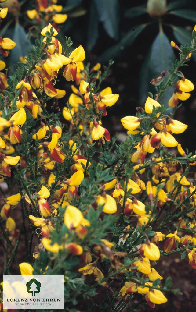 Cytisus scoparius 'Dragonfly'