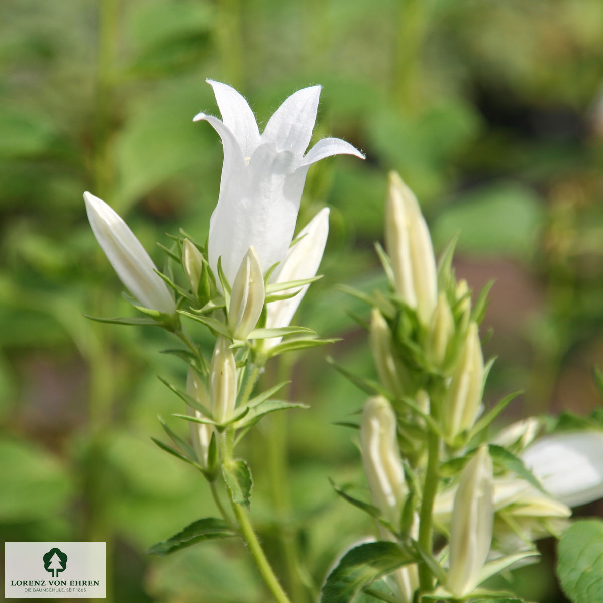 Campanula latifolia macrantha 'Alba'