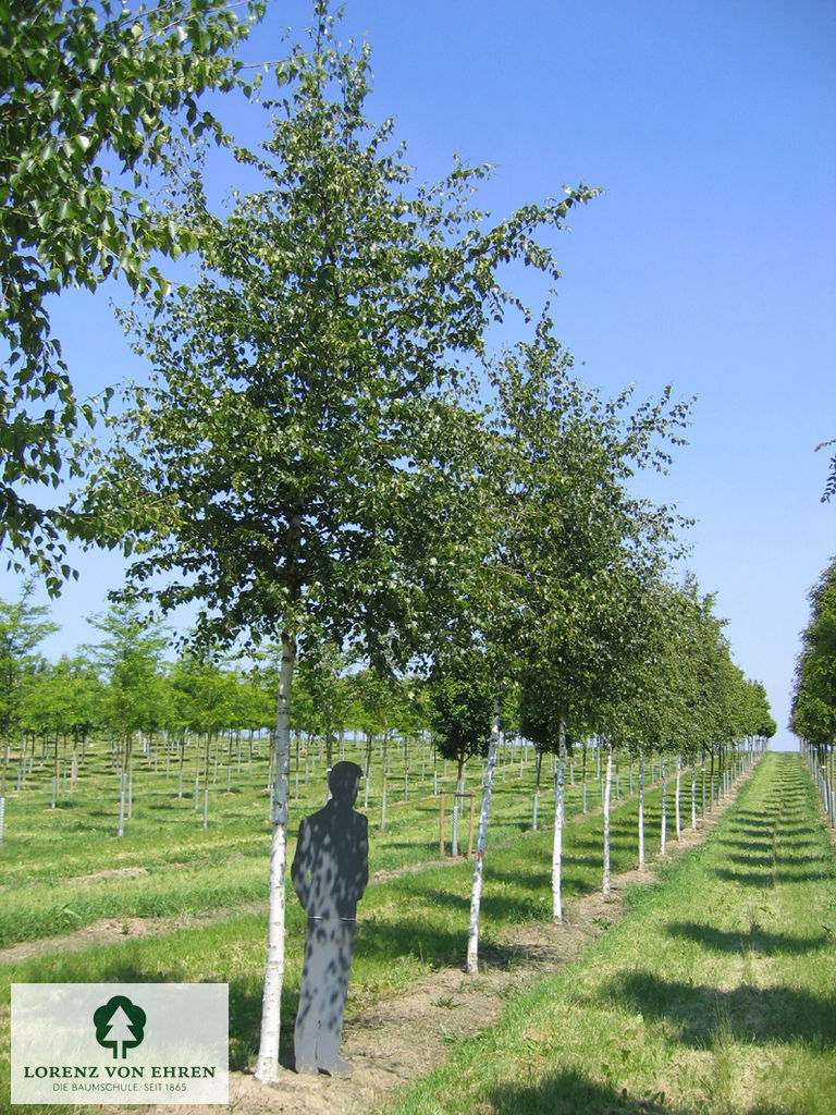 Betula papyrifera