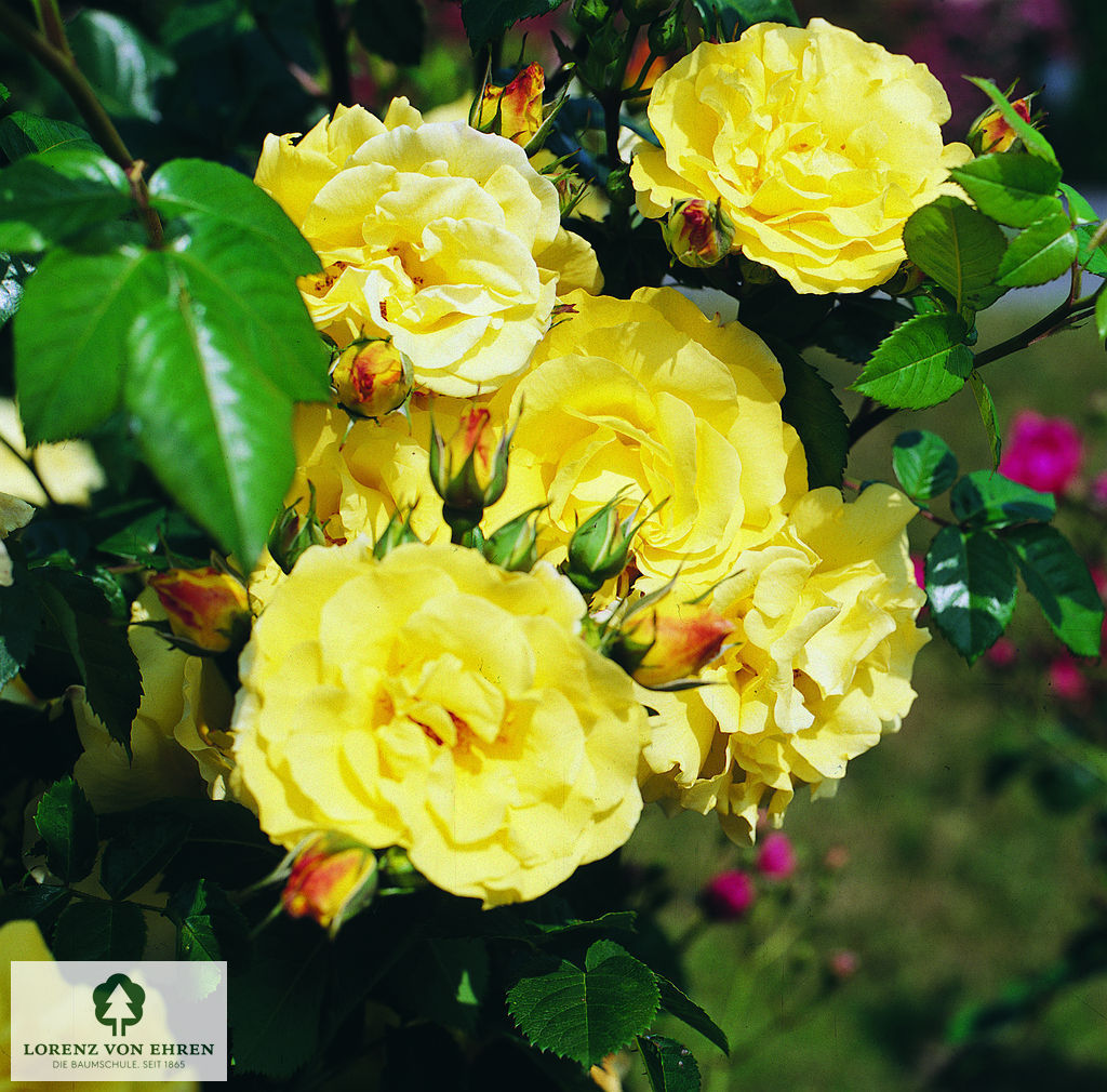 Rosa 'Lichtkönigin Lucia'