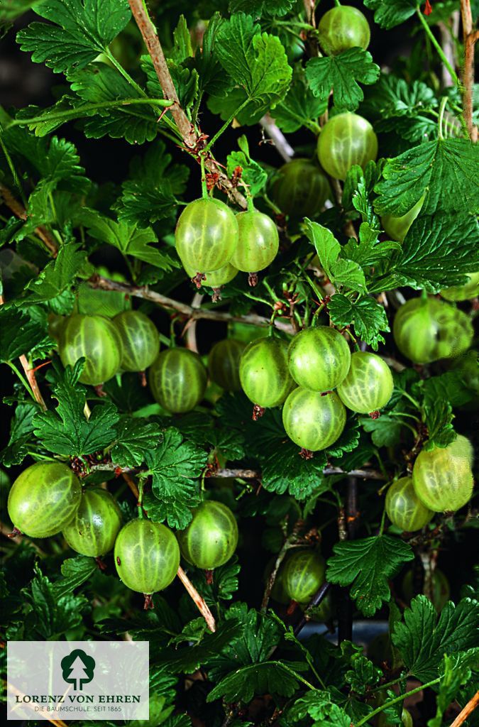 Ribes uva-crispa 'Weiße Triumphbeere'