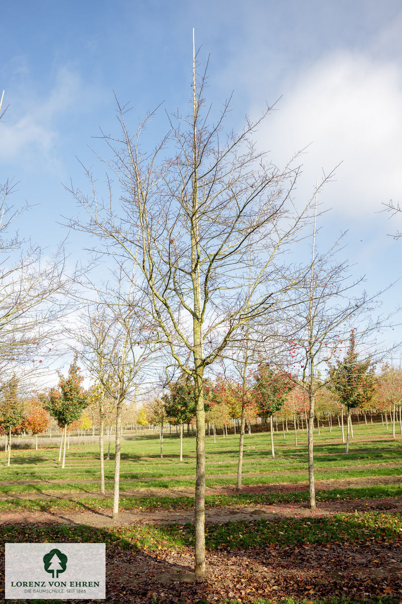 Crataegus crus-galli