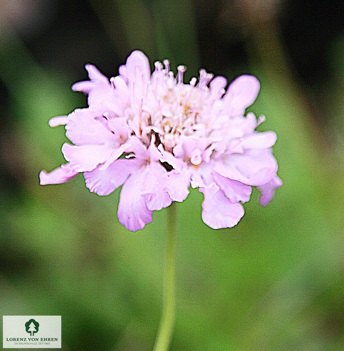 Scabiosa columbaria 'Pink Mist'